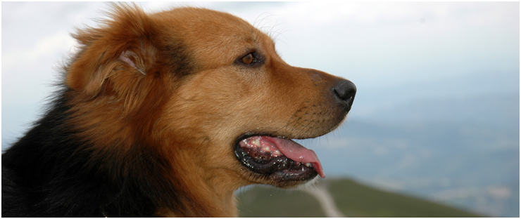 FRATE VENTO - Appartamenti, case vacanze: animali